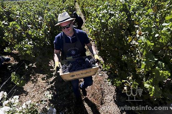 chile-tourist-grape-harvest_7fbbb514-327f-11e8-8c5f-3c6cc031651e.jpg